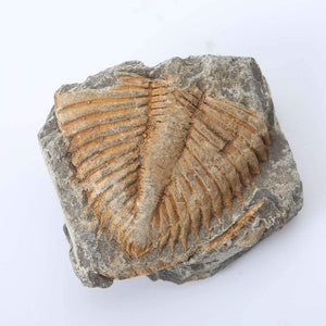 Set of 5 Authentic Arthropod Real Trilobite Tail Fossil Rocks Kit Come 450 Million Years ago for Collections and Education