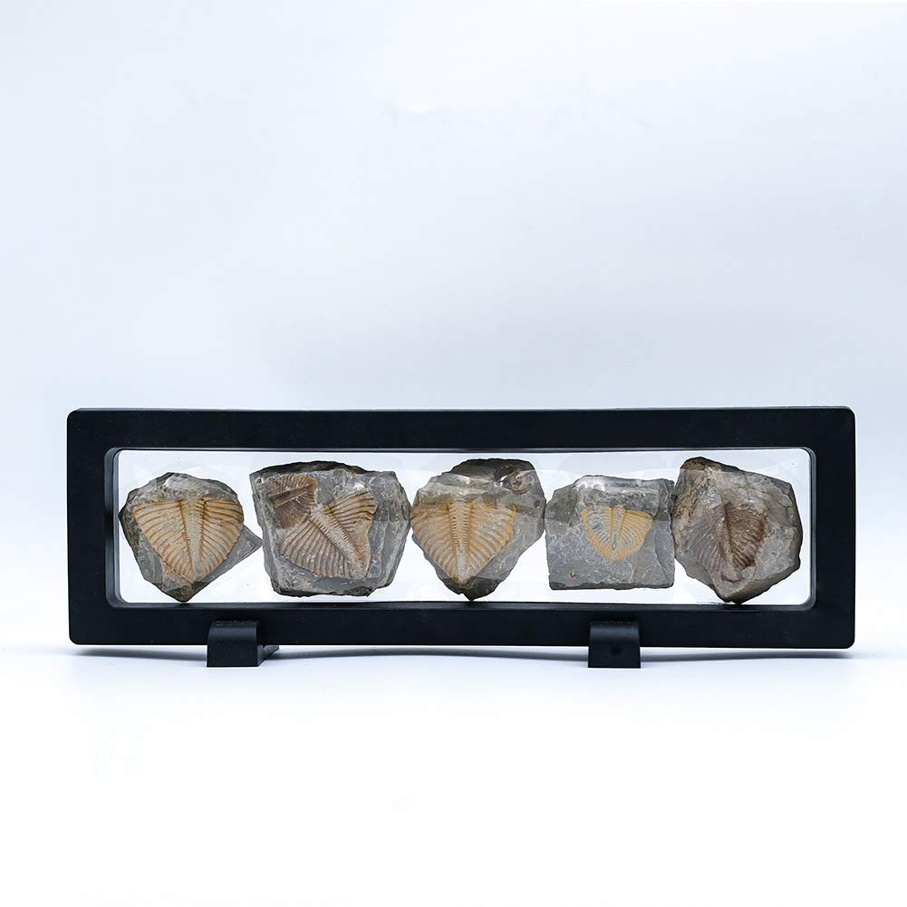 Set of 5 Authentic Arthropod Real Trilobite Tail Fossil Rocks Kit Come 450 Million Years ago for Collections and Education