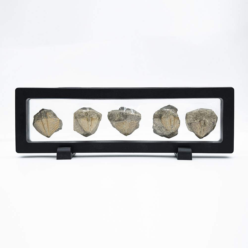 Set of 5 Authentic Arthropod Real Trilobite Tail Fossil Rocks Kit Come 450 Million Years ago for Collections and Education