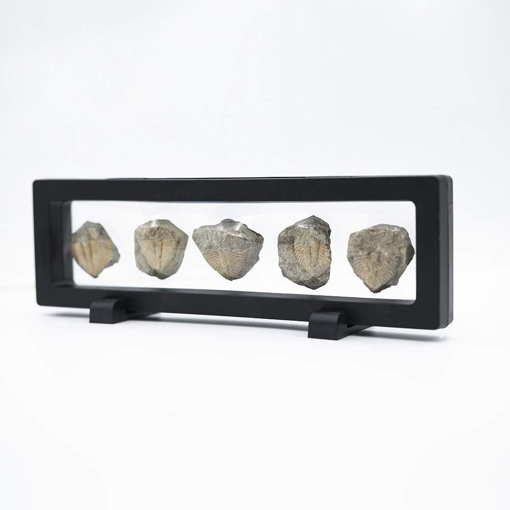 Set of 5 Authentic Arthropod Real Trilobite Tail Fossil Rocks Kit Come 450 Million Years ago for Collections and Education