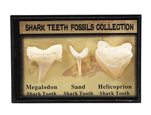 Set of 3 Authentic Prehistoric Real Shark Teeth Fossil with Card,Megalodon Shark Tooth,Sand Shark Tooth&Helicoprion Shark Tooth Kit for Collection and Education