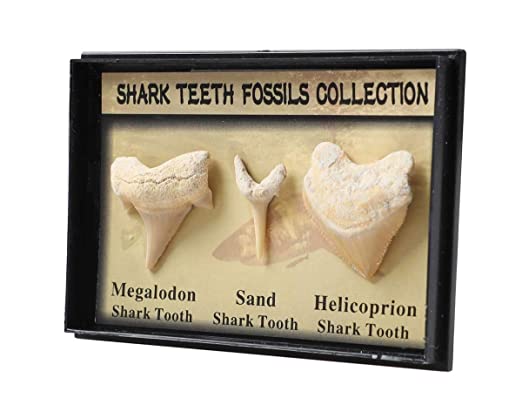 Set of 3 Authentic Prehistoric Real Shark Teeth Fossil with Card,Megalodon Shark Tooth,Sand Shark Tooth&Helicoprion Shark Tooth Kit for Collection and Education