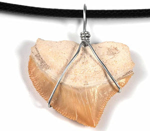 Lymhy Natural Helicoprion Shark Tooth Necklace Genuine Fossil Shark Teeth Jewelry Surfer Necklace Cool Beach Necklaces Shark Tooth Pendant